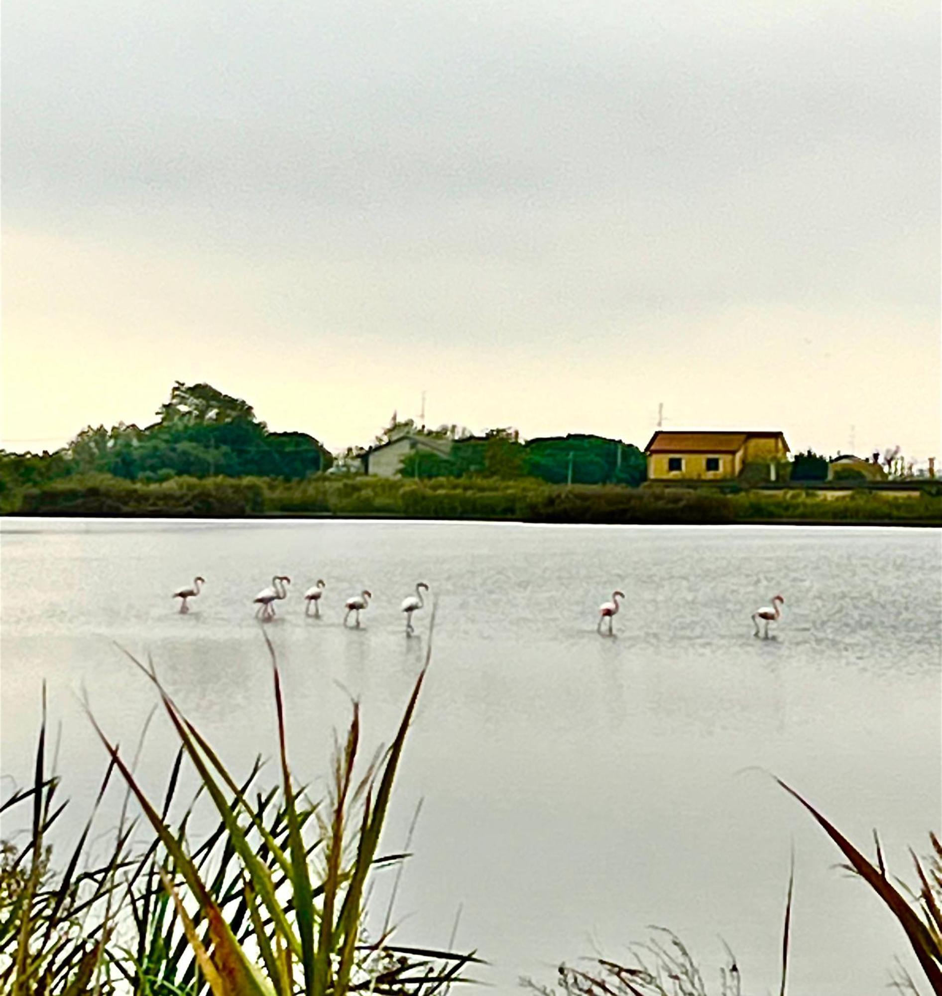 Pink Flamingo Accomodation Comacchio Exterior foto